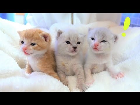 【生後14日】初めて聞く音にびっくりする赤ちゃん猫たち【保護子猫】kittens hear the sound for the first time