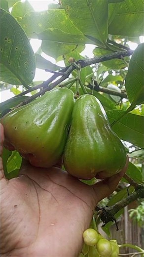PANEN JAMBU GREEN GIANT SUPER MANIS