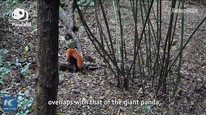 Are red pandas and giant pandas the same species? Find out the answer in the #Pandaful Q&A. | Xinhua Culture&Travel