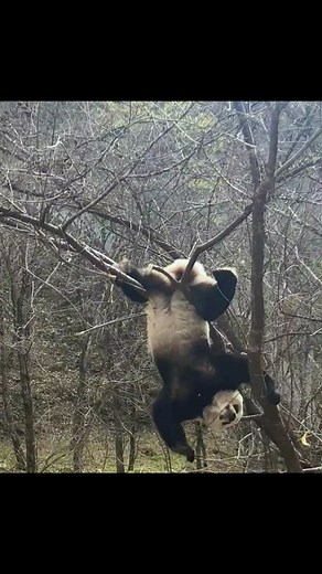 Adorable Pandas Hanging Upside Down | Cute and Funny Animal Compilation