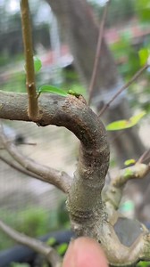 I didn't expect this technique to work on water jasmine trees. #fblifestyle | Karimun Java
