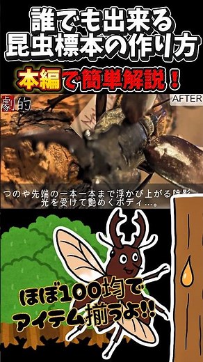 【昆虫標本作り方】初心者による初心者のための作り方解説！低予算ですぐできる！#昆虫#標本#自由研究#夏休み#夏#クワガタ#いきものけ