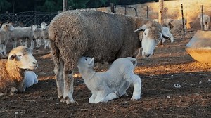 Lamb on knees nursing from its mother’s udder in an enclosure on farm.The natural bond between the ewe and lamb feeding on fresh milk.