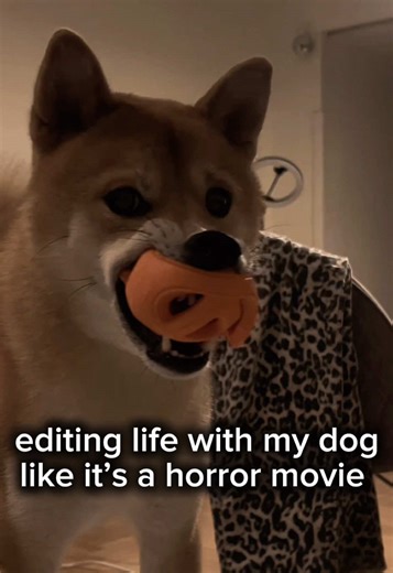 Spooky Scary Shiba Inu: Embrace the Halloween Spirit