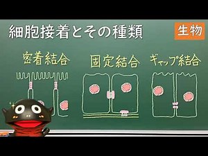 細胞接着とその種類【26生物】（新課程では必須ではないので注意）