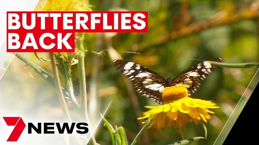 It's the big Brisbane butterfly migration. Millions of the beautiful insects are winging their way north as the weather warms up with an explosion in numbers following the floods. 7NEWS at 6pm. More local news: 7news.com.au/news/qld #7NEWS | 7NEWS Brisbane