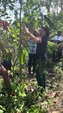Dynamic Shade Management with Cashew in Cocoa Agroforestry Systems