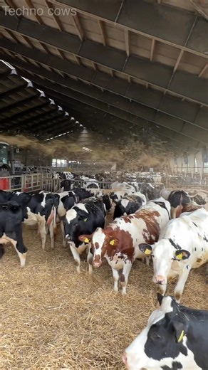 12K views · 141 reactions | Mind Blowing Straw Chopping, Care For Cows, New Machine #farming #howto #cow #chop #work #agro | Techno PEE | Facebook