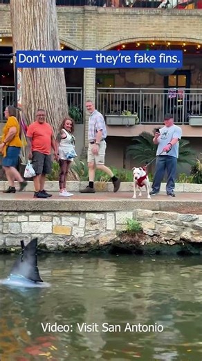 If you saw 'sharks' in the River Walk… you’re not crazy