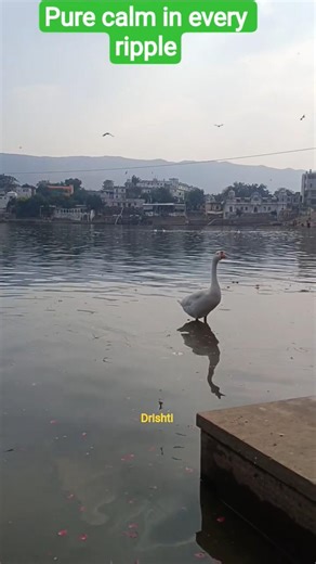 Peaceful Ducks in Holy Pushkar Lake | Pushkar Sarovar Ajmer 🦆✨
