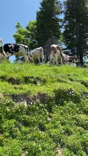 Hiking Trail in Austria for Families and beginners 🫶🇦🇹