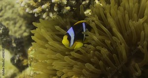 Nemo Clown Fish , the Coral Reef of The Red Sea of Egypt Shot on 4K