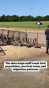 Honk honk it’s time for a goose roundup! Staff in our KC region completed this roundup of around 300 total geese at Smithville Lake earlier this month. All geese are equipped with a band and released. The band ID numbers are recorded in a Missouri database and forwarded to a national registry. #canadagoose 🎥 Kathleen Savaiano | Missouri Dept. of Conservation