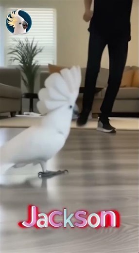 We Trained for This Sync Dance… and Jackson NAILED It 😂🦜