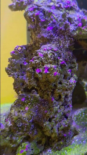 Cyanobacteria BEATEN! 🦠❌ Now it’s a coralline algae explosion! 🟣🔴⚫