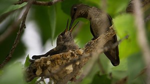 Anna’s Hummingbird Filmed Nesting for First Time in Big Bend | Nature