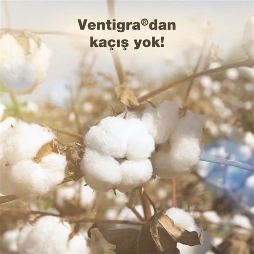 118K views · 53 reactions | Pamukta Ventigra®️’dan kaçış yok! Tütün...