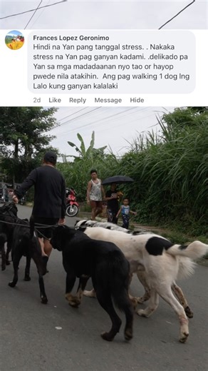 662K views · 3K reactions | Powerful dogs in desensitization training exercise with people & children #alabai #rottweiler | Supero Dog Farm | Facebook