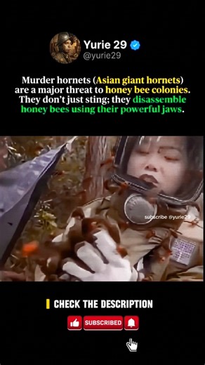 The One Creature Honey Bees Fear Most (And It’s Not Why You Think) 🐝🛡️