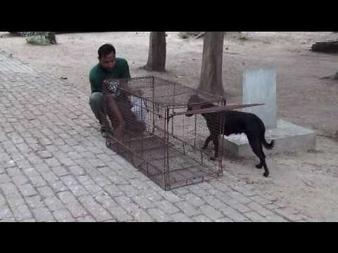 How to Catch a Dog in Three Easy Steps