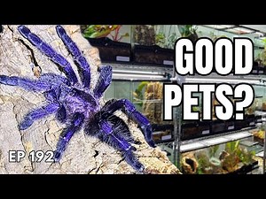 Tarantula Care for Beginners