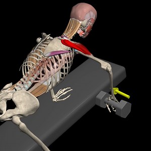  Muscle Focus: Lats Row  Rear Delts Row  When it comes to back...