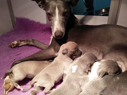 Après quelques semaines de vie en #Corrèze, ces adorables bébés lévriers whippet partiront à travers la France et l'Europe vers leurs nouveaux propriétaires. Pour s'offrir la compagnie de ces chiens, il faut compter entre 1 000 et 2 000€. | France 3 Bretagne