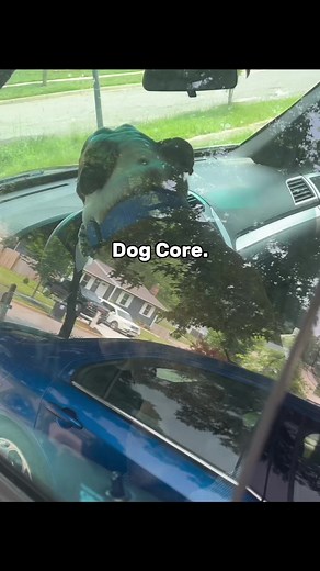 Funny Dog Moments: Caught Snoring Again