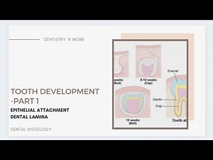 DEVELOPMENT OF TOOTH PART 1