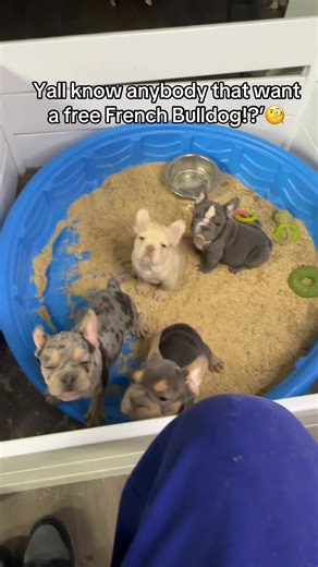 I said what I said! This French Bulldog gotta go! #frenchbulldogs #frenchies #dogs