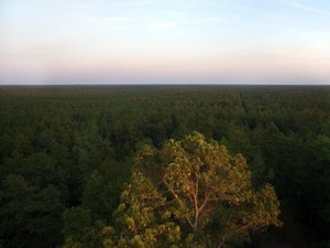 Permit System Planned For Unimproved Roads In Wharton State Forest