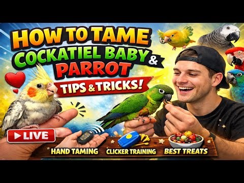How To Tame Cockatiel & Parrots Fast 🐦 | Live Bird Training Tips