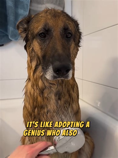 Funny German Shepherd Plays Security Role