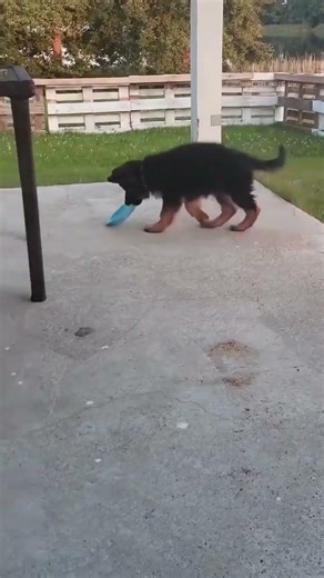 본능~ Basic instinct