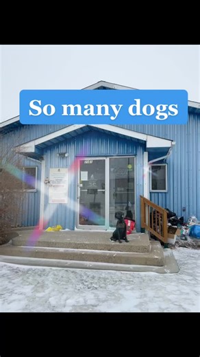So many great dogs ❤️ #swiftcurrentspca #adoptme #sask #dogsoftiktok #rescuedog #adopt
