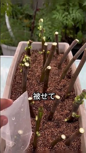 【捨てない知恵】イチジクの枝が1ヶ月で木に！挿し木の魔法的な増やし方