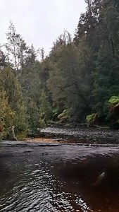 The Styx River, Tasmania ✨ Flowing through forests of giant eucalyptus - some of the tallest flowering plants on earth - this is one of Tasmania’s most enchanting valleys. 💛 📸 @lukeobrienphoto #experiencetasmania #styxriver #tasmania #discovertasmania #seeaustralia #aussietravels #tasmanianwilderness #riverlandscape #travelreels #naturelovers #photooftheday #instagood #wildlifelovers | Experience Tasmania