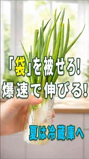 Are you still leaving your leeks regrowing as they are? Here's an amazing trick that drastically ...