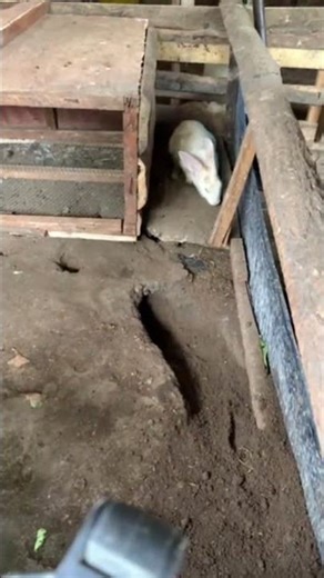 Real Farm Moment-This Is How Goats Decide Where to Graze — No Training Needed (Live)