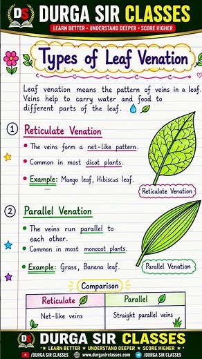 Types of Leaf Venation Explained 🌿 | Reticulate vs Parallel Venation | Class 6 Science | Durga Sir