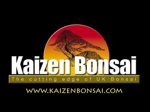 Scots Pine Bonsai Repot by Graham Potter