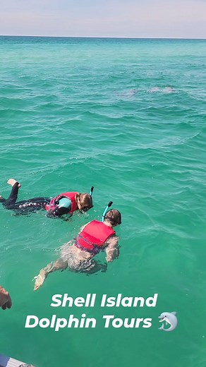 6K views · 76 reactions | Swimming with dolphins down in PCB Shellislanddolphins.com #shellislanddolphintours #panamacity #adventure #florida #vacation #travel #dolphins #PCB #springbreak #panamacitybeach | Shell Island Dolphin Tours LLC | Facebook