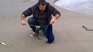 Culebras de agua - Helicops infrataeniatus. Rescatada hoy en la playa de Piriápolis por el equipo de Alternatus Uruguay. RECORDAMOS QUE ESTAS SERPIENTES SON INOFENSIVAS, SOLO MUERDEN CUANDO SE SIENTEN AMENAZADAS Y SU MORDEDURA NO ES PELIGROSA. PEDIMOS A LOS POBLADORES QUE NO LAS MATEN, ESTOS DESPLAZAMIENTOS DE FAUNA SON NECESARIOS PARA REPOBLAR LAS DIFERENTES ZONAS, SE DA NATURALMENTE SIEMPRE QUE HAY INUNDACIONES CONSIDERABLES. También recordamos que estamos a las órdenes para cualquier tema rel