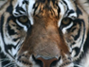 Feeding 23 LIONS, TIGERS & LIGER!