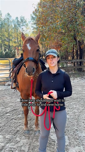 Julia on Instagram: "What is your opinion on riding a new horse? #farm #equestrian #horses #farmlife #horse #horsegirl #horserider #horsetraining #horseriding"