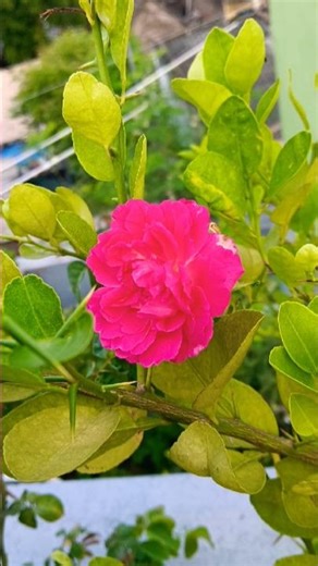 பணம் தான்.... II NM TERRACE FLOWERS II SHORTS #trendingshorts #shortvideo #viralvideo #instagood