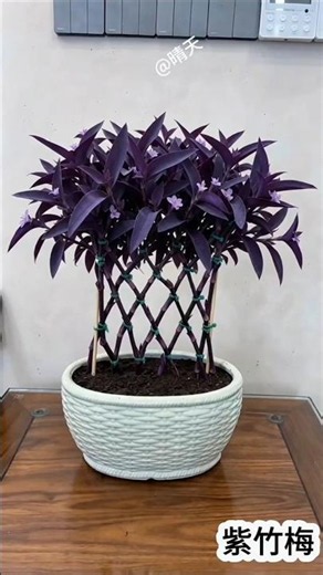 Purple Heart (Tradescantia pallida) hedge styling #PurpleHeart #PlantingTips#GardeningTips