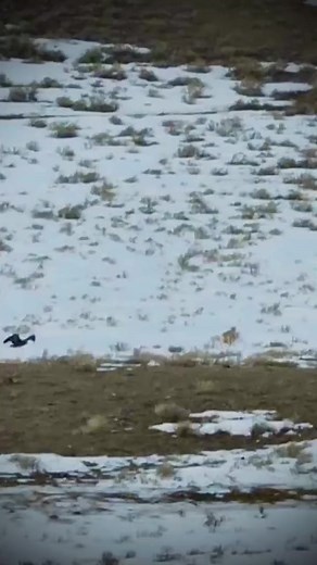 Fight for food ❤️ . . #wolf #wolfdog #wolves #dogs #wolfdog #wolfgirl #animal #wildanimal #snowwolf #animals #roar #pet #homies #bravo #americanwolf #life #morningwolf #native #nativeculture #wolfcommunity #wolfdogpuppy #lonewolf #siberianwolf #wolfdoggy #wolflove #highcontentwolf #wolfdoglove #wolfdogclub #wolfdoghybrid #americanwolfdog | Wolf lovers world