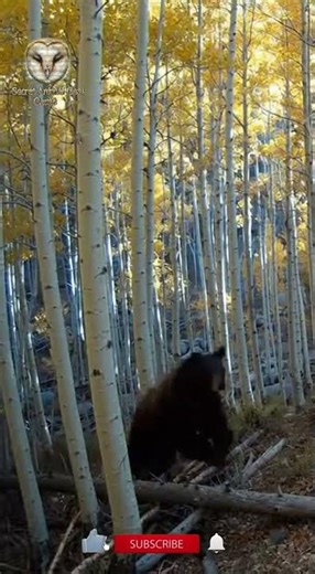 Elk vs Black bear near escape in Aspen grove