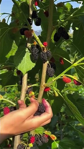 Teknik cerdas memetik buah murbei dengan tangan kosong #shorts